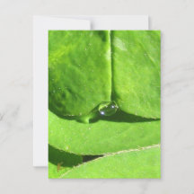 Female Belly, Grönt Klöver Goddess