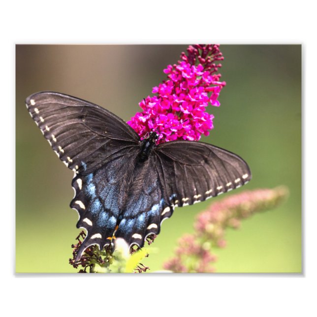 Female Black Swallowtail Butterfly Fototryck (Framsidan)