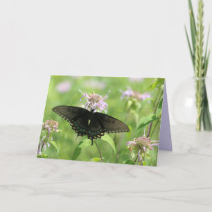 Female Black Swallowtail Kort