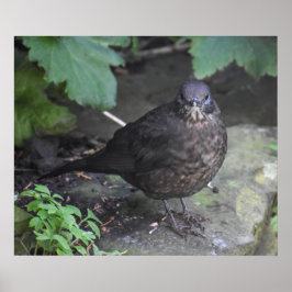 Female Blackbird Poster