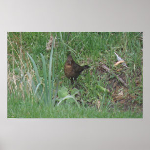 Female Blackbird-utskrift Poster