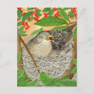 Female Blackbird Vykort