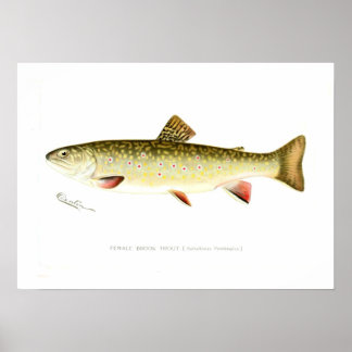 Female Brook Trout Poster