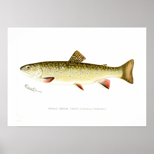 Female Brook Trout Poster (Framsidan)