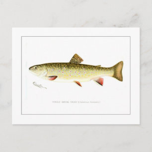 Female Brook Trout Vykort
