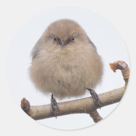 Female Bushtit i Pear Träd Runt Klistermärke