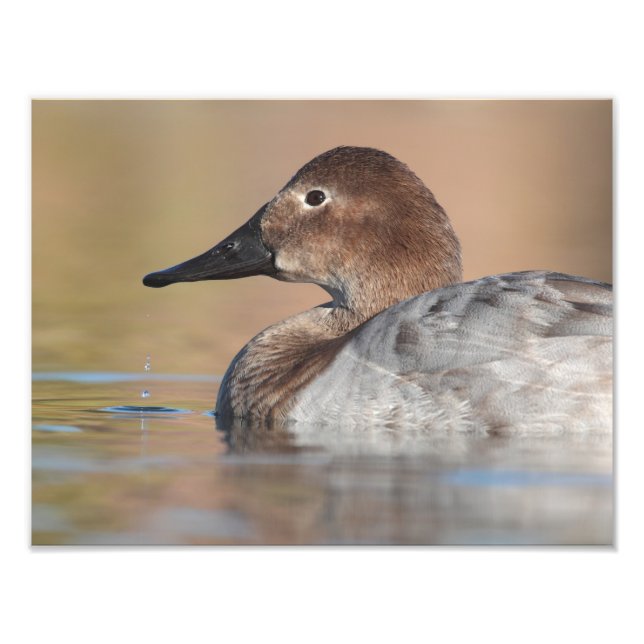 Female Canvasback anka-profil Fototryck (Framsidan)