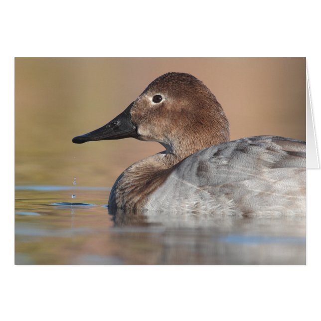 Female Canvasback anka-profil Hälsningskort (Framsidan Horizontal)