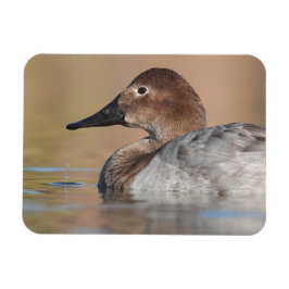 Female Canvasback anka-profil Magnet