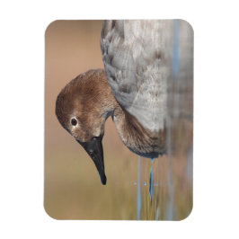 Female Canvasback anka-profil Magnet