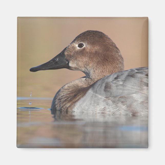 Female Canvasback anka-profil Magnet (Framsidan)
