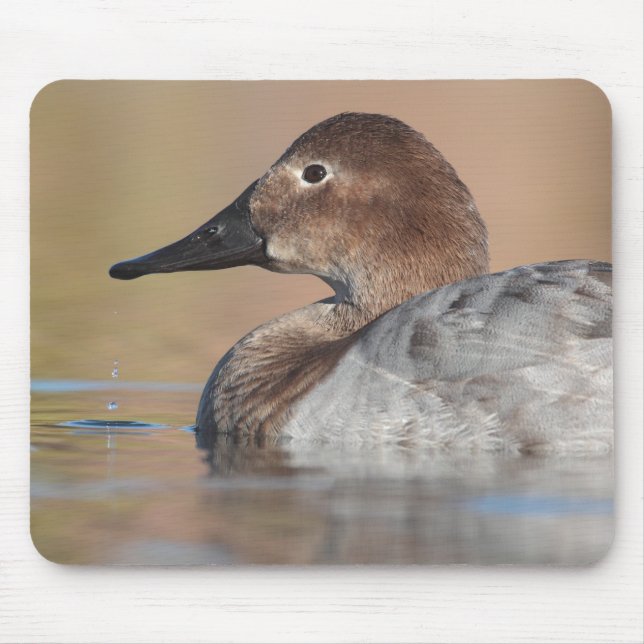 Female Canvasback anka-profil Musmatta (Framsidan)
