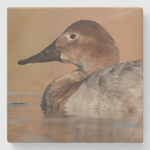 Female Canvasback anka-profil Stenunderlägg