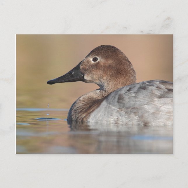 Female Canvasback anka-profil Vykort (Framsida)