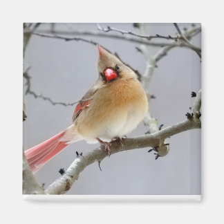 Female_Cardinal_Magnet Magnet