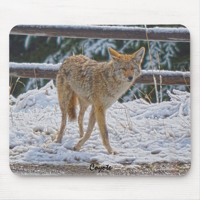 Female Coyote Hunting i Snö #Gift Mousepad Musmatta (Framsidan)