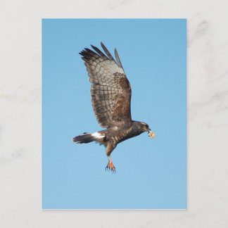 Female Everglades Kite Vykort