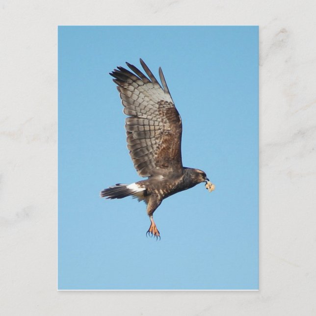 Female Everglades Kite Vykort (Framsida)