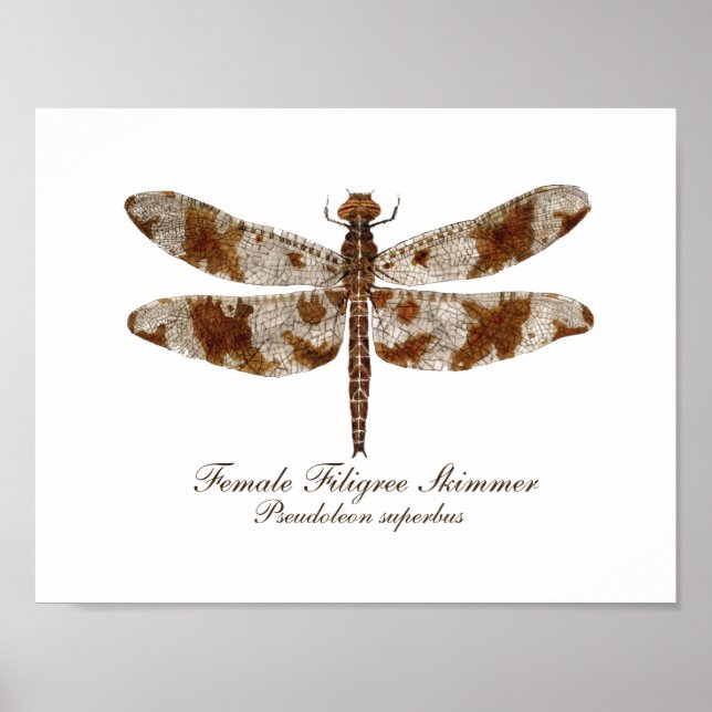 Female Filigree Skimmer daronfly Poster (Framsidan)