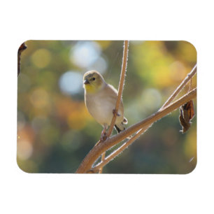 Female Goldfinch Magnet