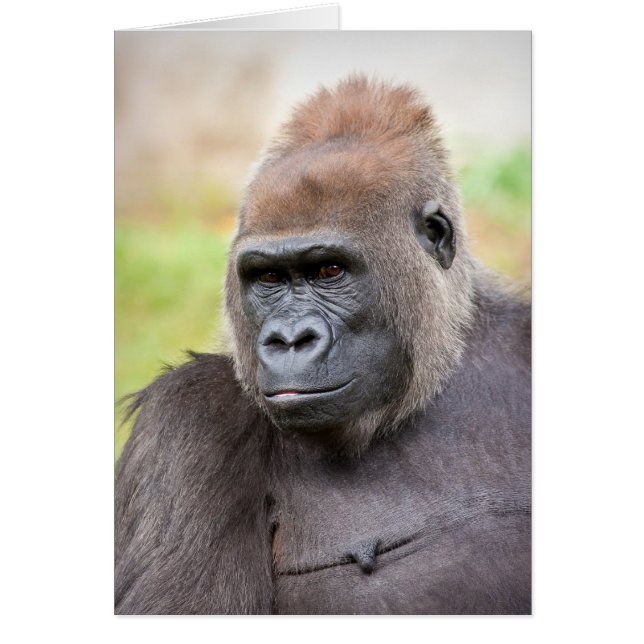 Female Gorilla Hälsningskort (Framsidan)