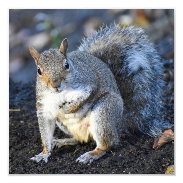 Female Grått Squirrel Fototryck (Framsidan)