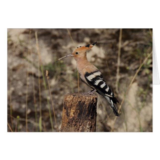 Female Hoopoe på trunk Hälsningskort (Framsidan Horizontal)