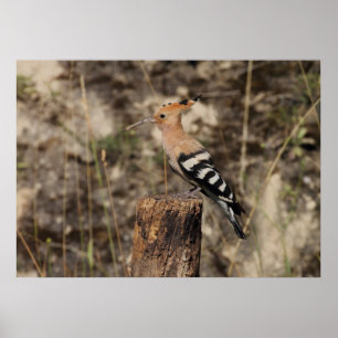 Female Hoopoe på trunk Poster