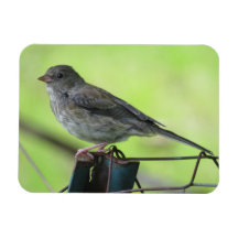 Female House Sparrow Magnet