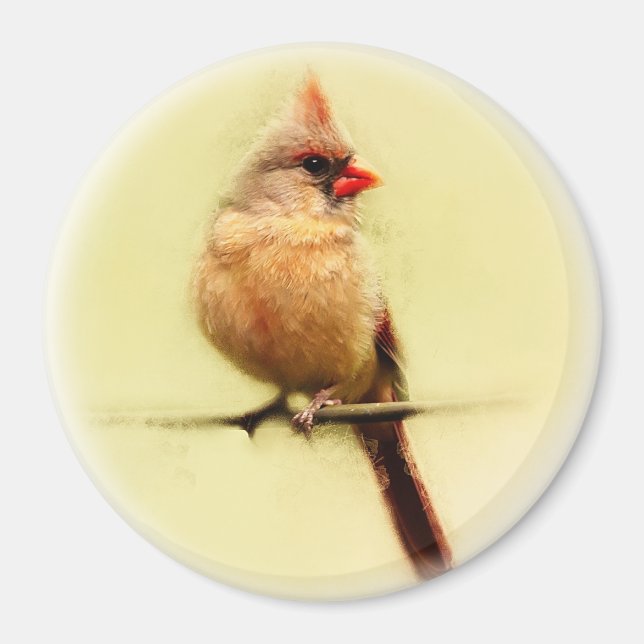 Female kardinal Songbird Magnet (Framsidan)