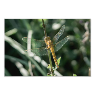 Female Keeled Skimmer Dragonfly Fototryck