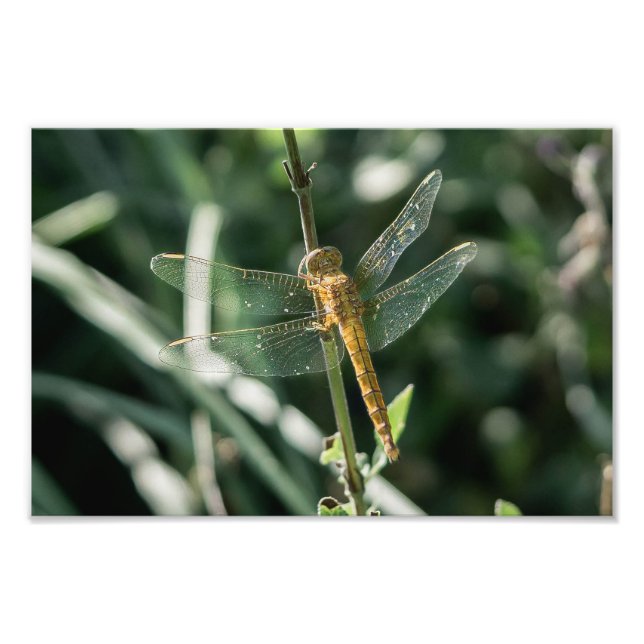Female Keeled Skimmer Dragonfly Fototryck (Framsidan)