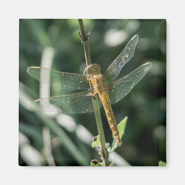Female Keeled Skimmer Dragonfly Magnet (Framsidan)