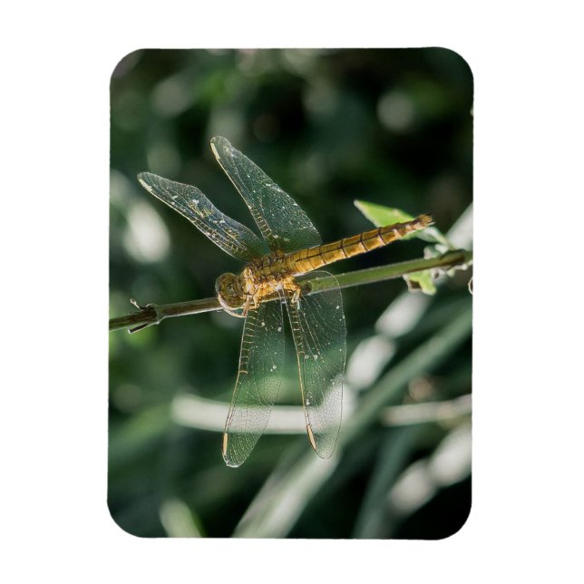 Female Keeled Skimmer Dragonfly Magnet (Vertikal)