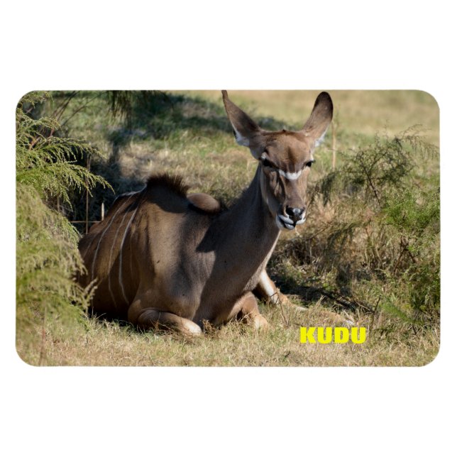Female Kudu Magnet (Horisontell)