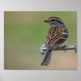 Female Lila Finch Poster