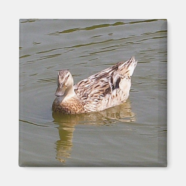 Female Mallard Anka 3 Magnet (Framsidan)