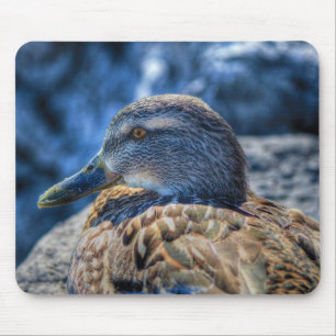 Female Mallard Anka Birdlover Wildlife Porträtt Musmatta