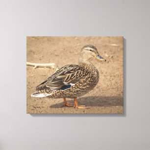 Female Mallard Anka Closeup Photo Canvastryck