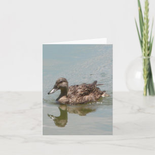 Female Mallard Anka-fotomappat anteckningskort