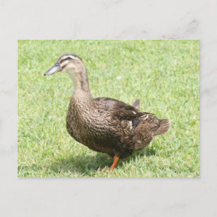 Female Mallard Anka-fotovykort Vykort