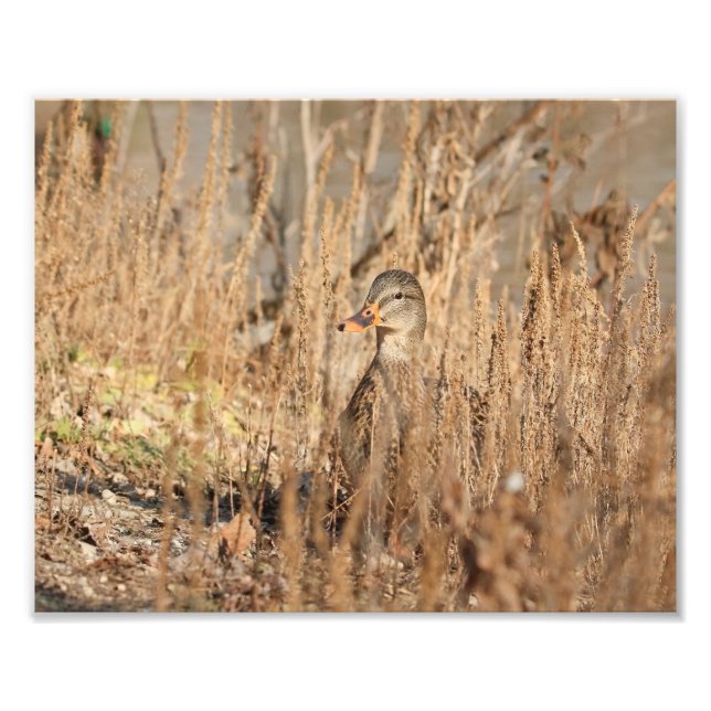 Female Mallard Anka i Reeds Fototryck (Framsidan)