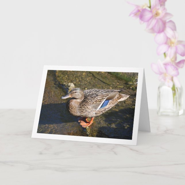 Female Mallard Anka Kort (Orkide)