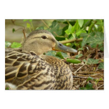 Female Mallard Anka-kort