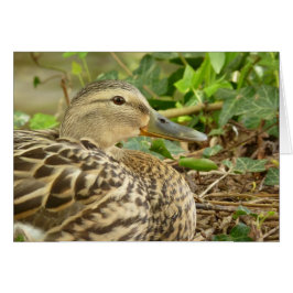 Female Mallard Anka-kort Hälsningskort
