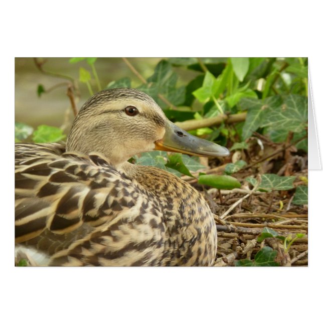 Female Mallard Anka-kort Hälsningskort (Framsidan Horizontal)