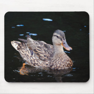 Female Mallard Anka Musmatta