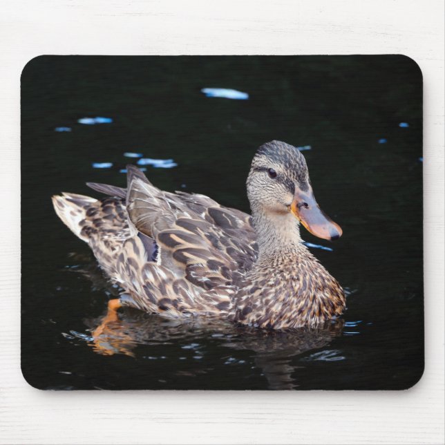 Female Mallard Anka Musmatta (Framsidan)