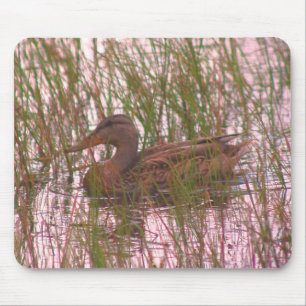 Female Mallard Anka Nature Musmatta