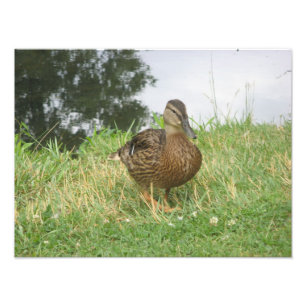 Female Mallard Anka Photo Utvidgning Fototryck